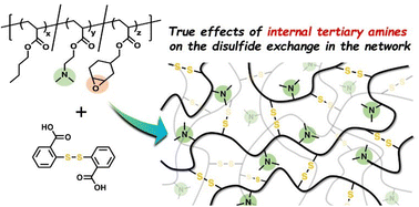 Graphical abstract: The role of tertiary amines as internal catalysts for disulfide exchange in covalent adaptable networks