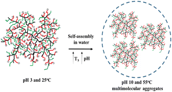 Graphical abstract: Thermo- and pH-responsive poly[(diethylene glycol methyl ether methacrylate)-co-(2-diisopropylamino ethyl methacrylate)] hyperbranched copolymers: self-assembly and drug-loading