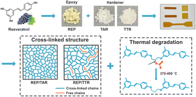 Graphical abstract: Investigation on the properties and structures of resveratrol-derived epoxy thermosets cured with an active ester