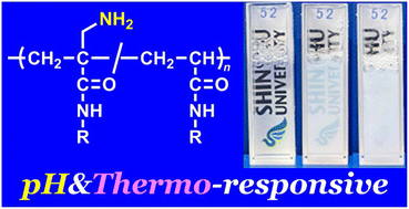 Graphical abstract: Effect of amino group modification at allyl position of methacrylamides on polymerization and polymer pH-/thermo-responsiveness