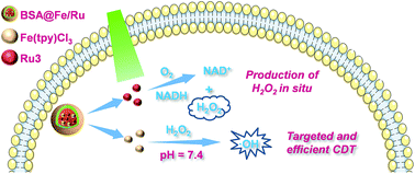Graphical abstract: A targeted and efficient CDT system with photocatalytic supplement of H2O2 and hydroxyl radical production at a neutral pH