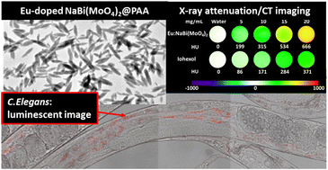 Graphical abstract: Europium doped-double sodium bismuth molybdate nanoparticles as contrast agents for luminescence bioimaging and X-ray computed tomography