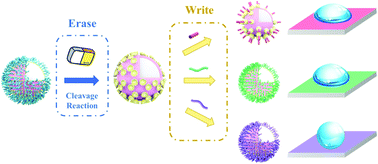 Graphical abstract: Polymer brush-based erasable and rewritable nanostructured particle surfaces