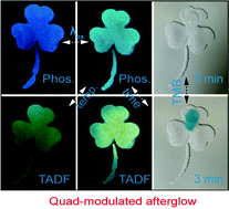 Graphical abstract: Triple optically modulated and enzymatically responsive organic afterglow materials for dynamic anti-counterfeiting