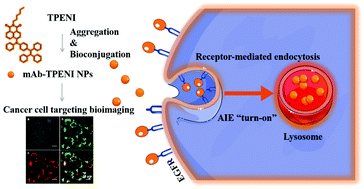 Graphical abstract: A brightly red emissive AIEgen and its antibody conjugated nanoparticles for cancer cell targeting imaging