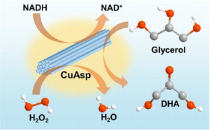Graphical abstract: Aspartic acid based metal–organic frameworks with dual function of NADH peroxidase and glycerol dehydrogenase-mimicking activities