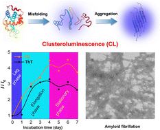 Graphical abstract: In situ monitoring of protein aggregation via clusteroluminescence