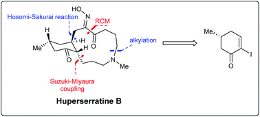 Graphical abstract: Total synthesis of huperserratines A and B