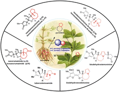 Graphical abstract: Recent advances in the transformations of different types of Stemona alkaloids