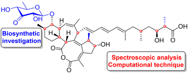 Graphical abstract: Assigning the stereochemical structures of aurantinin A and B with the assistance of biosynthetic investigations