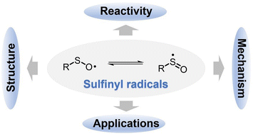 Graphical abstract: Exploring the synthetic application of sulfinyl radicals