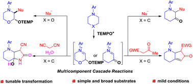Graphical abstract: Tunable synthesis of α,β-multifunctionalized azaheterocycles via the cascade reaction of saturated cyclic amines with diverse nucleophiles promoted by oxoammonium salt