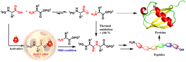 Graphical abstract: Active ester-based peptide bond formation and its application in peptide synthesis