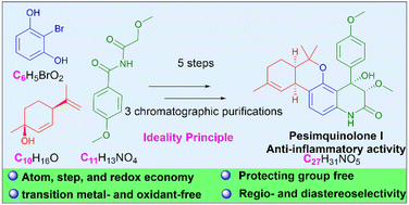 Graphical abstract: Highly efficient and scalable total syntheses and stereochemical assignment of potent anti-inflammatory pesimquinolones I and J