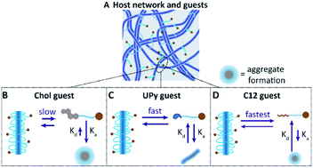 Graphical abstract: Tuning the affinity of amphiphilic guest molecules in a supramolecular polymer transient network