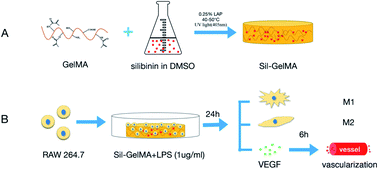 Graphical abstract: Controlled release of silibinin in GelMA hydrogels inhibits inflammation by inducing M2-type macrophage polarization and promotes vascularization in vitro