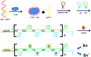 Graphical abstract: Label-free fluorescent aptasensor for chloramphenicol based on hybridization chain reaction amplification and G-quadruplex/N-methyl mesoporphyrin IX complexation