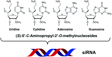 Graphical abstract: Synthesis, gene silencing activity, thermal stability, and serum stability of siRNA containing four (S)-5′-C-aminopropyl-2′-O-methylnucleosides (A, adenosine; U, uridine; G, guanosine; and C, cytidine)