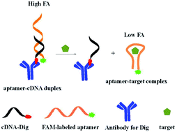 Graphical abstract: Aptamer fluorescence anisotropy assays for detection of aflatoxin B1 and adenosine triphosphate using antibody to amplify signal change