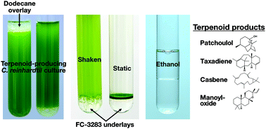 Graphical abstract: Biocompatible fluorocarbon liquid underlays for in situ extraction of isoprenoids from microbial cultures