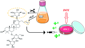 Graphical abstract: Cordyceps sinensis-mediated biotransformation of notoginsenoside R1 into 25-OH-20(S/R)-R2 with elevated cardioprotective effect against DOX-induced cell injury
