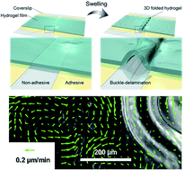 Graphical abstract: Collective motion of epithelial cells along a wrinkled 3D-buckled hydrogel