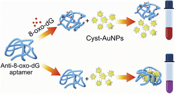 Graphical abstract: Aptamer-based colorimetric detection of the DNA damage marker 8-oxo-dG using cysteamine-stabilised gold nanoparticles