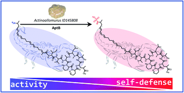 Graphical abstract: Allopeptimicins: unique antibacterial metabolites generated by hybrid PKS-NRPS, with original self-defense mechanism in Actinoallomurus