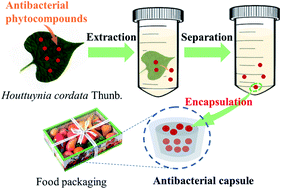 Graphical abstract: Preparation of an eco-friendly antibacterial agent for food packaging containing Houttuynia cordata Thunb. extract