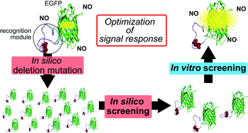 Graphical abstract: A two-step screening to optimize the signal response of an auto-fluorescent protein-based biosensor
