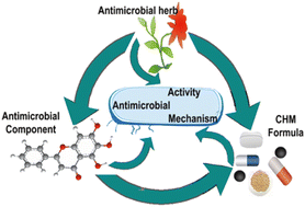 Graphical abstract: Antimicrobial activities and mechanisms of extract and components of herbs in East Asia