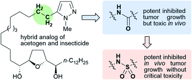 Graphical abstract: Structure–antitumor activity relationship of hybrid acetogenins focusing on connecting groups between heterocycles and the linker moiety