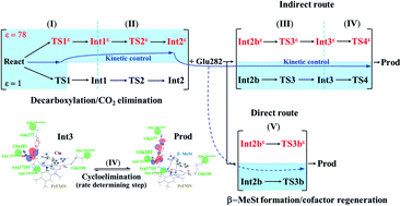 Graphical abstract: Kinetics and thermodynamics of enzymatic decarboxylation of α,β-unsaturated acid: a theoretical study