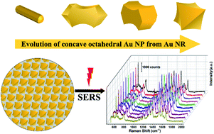 Graphical abstract: Shape controlled synthesis of concave octahedral Au@AuAg nanoparticles to improve their surface-enhanced Raman scattering performance