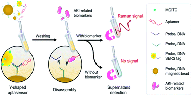 Graphical abstract: SERS based Y-shaped aptasensor for early diagnosis of acute kidney injury