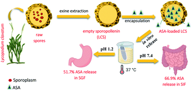 Graphical abstract: Pollen-derived microcapsules for aspirin microencapsulation: in vitro release and physico-chemical studies