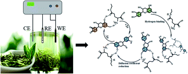 Graphical abstract: Intermolecular hydrogen bonds between catechin and theanine in tea: slow release of the antioxidant capacity by a synergetic effect