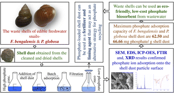 Graphical abstract: Phosphate ion removal from aqueous solution using snail shell dust: biosorption potential of waste shells of edible snails