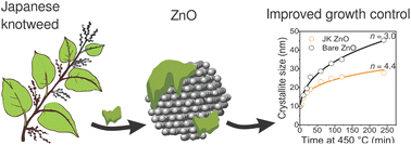 Graphical abstract: Controlled growth of ZnO nanoparticles using ethanolic root extract of Japanese knotweed: photocatalytic and antimicrobial properties