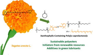 Graphical abstract: Sustainable xanthophylls-containing poly(ε-caprolactone)s: synthesis, characterization, and use in green lubricants