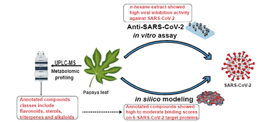 Graphical abstract: Evaluation of antiviral activity of Carica papaya leaves against SARS-CoV-2 assisted by metabolomic profiling
