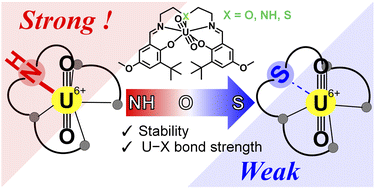 Graphical abstract: Effects of coordinating heteroatoms on molecular structure, thermodynamic stability and redox behavior of uranyl(vi) complexes with pentadentate Schiff-base ligands