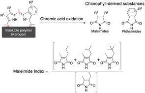 Graphical abstract: Maleimide index: a paleo-redox index based on fragmented fossil-chlorophylls obtained by chromic acid oxidation