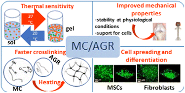 Graphical abstract: A methylcellulose/agarose hydrogel as an innovative scaffold for tissue engineering