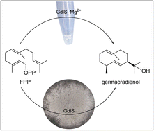 Graphical abstract: A terpene cyclase from Aspergillus ustus is involved in the biosynthesis of geosmin precursor germacradienol