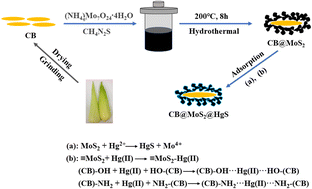 Graphical abstract: Highly effective removal of Hg(ii) solution using corn bract@MoS2 as a new biomass adsorbent