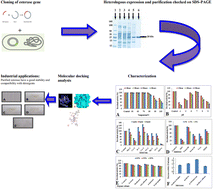 Graphical abstract: Heterologous expression, molecular studies and biochemical characterization of a novel alkaline esterase gene from Bacillus thuringiensis for detergent industry