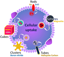 Graphical abstract: Effects of morphology and size of nanoscale drug carriers on cellular uptake and internalization process: a review