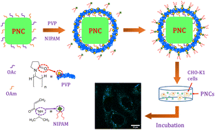 Graphical abstract: Highly water-stable, luminescent, and monodisperse polymer-coated CsPbBr3 nanocrystals for imaging in living cells with better sensitivity
