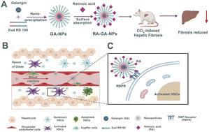 Graphical abstract: Galangin delivered by retinoic acid-modified nanoparticles targeted hepatic stellate cells for the treatment of hepatic fibrosis